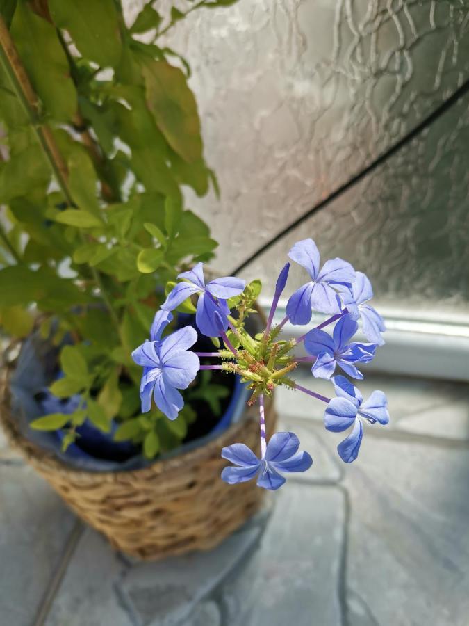 Bloom Box Apartments Craiova Buitenkant foto