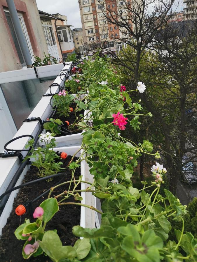 Bloom Box Apartments Craiova Buitenkant foto
